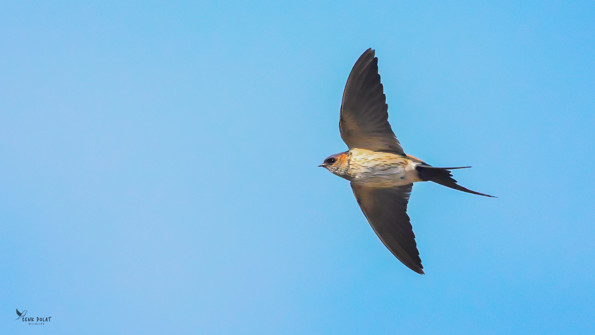 Eastern Red-rumped Swallow